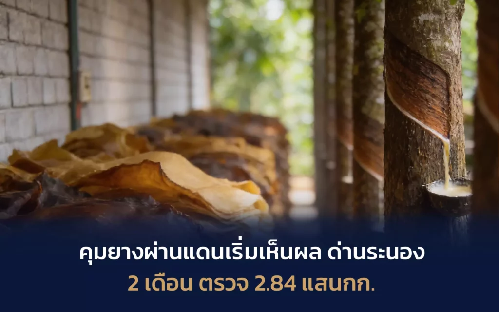 Rubber tapping process in Thailand